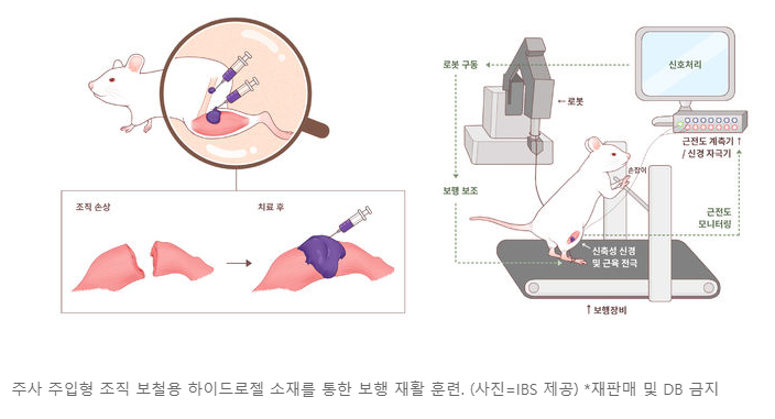 [News] 신미경, 손동희,  조직 손상된 쥐가 3일 만에 보행…韓 연구진, 新 조직재생필러 개발 사진