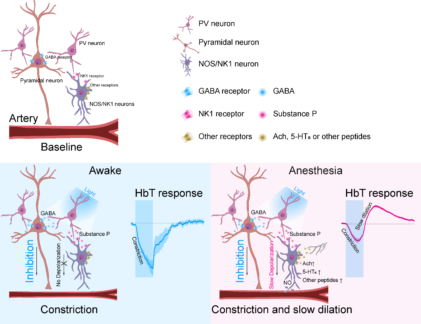 How the brain controls blood flow during sleep 사진