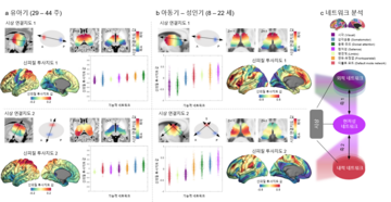 Decoding the Principle of Functional Brain Development: Thalamocortical Connectivity and the Formation ... 이미지
