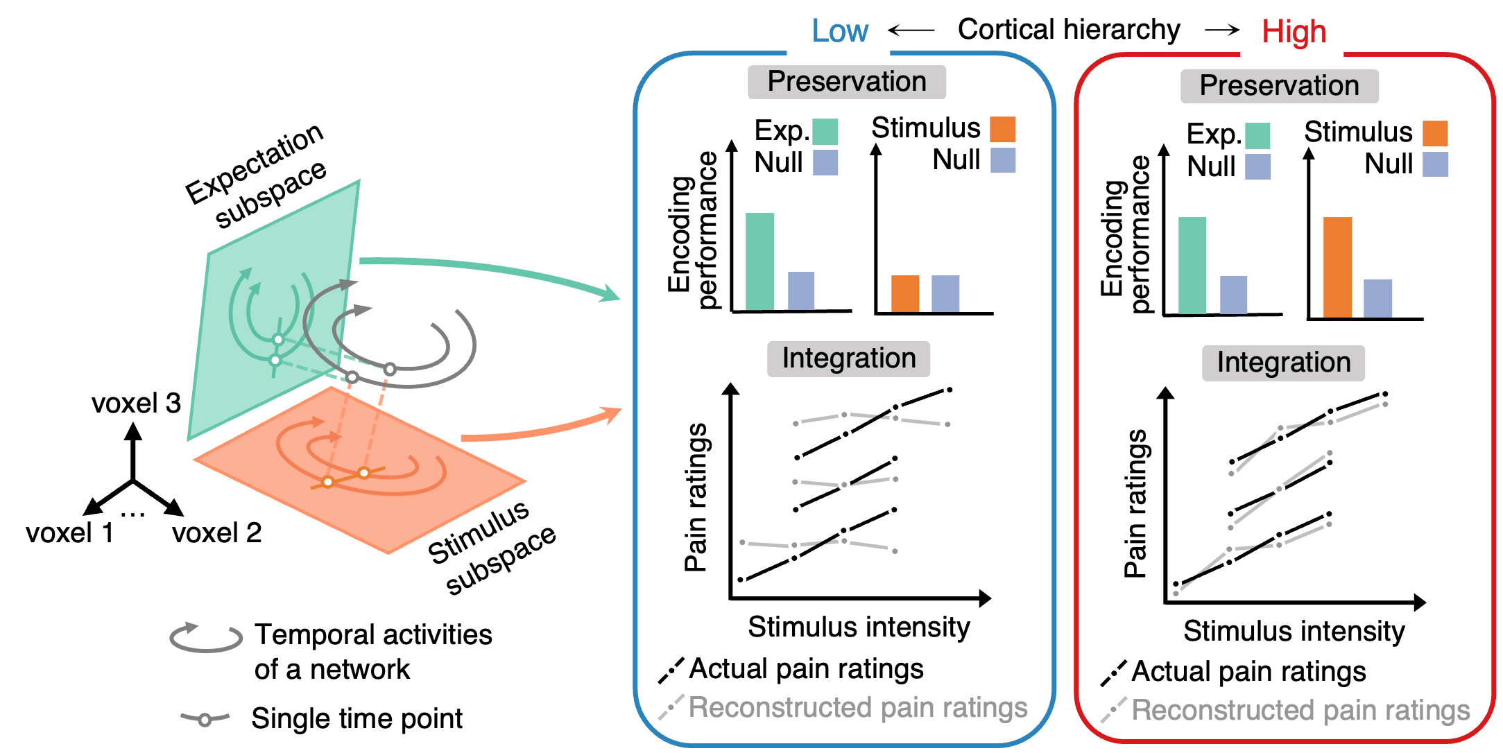 New Study Reveals How the Brain Integrates Pain Prediction and Stimuli 사진