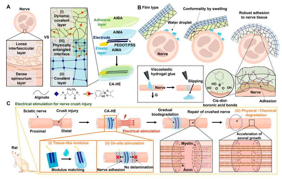 Bio-Inspired Hydrogel-Based Electroceuticals for Peripheral Nerve Regeneration 이미지