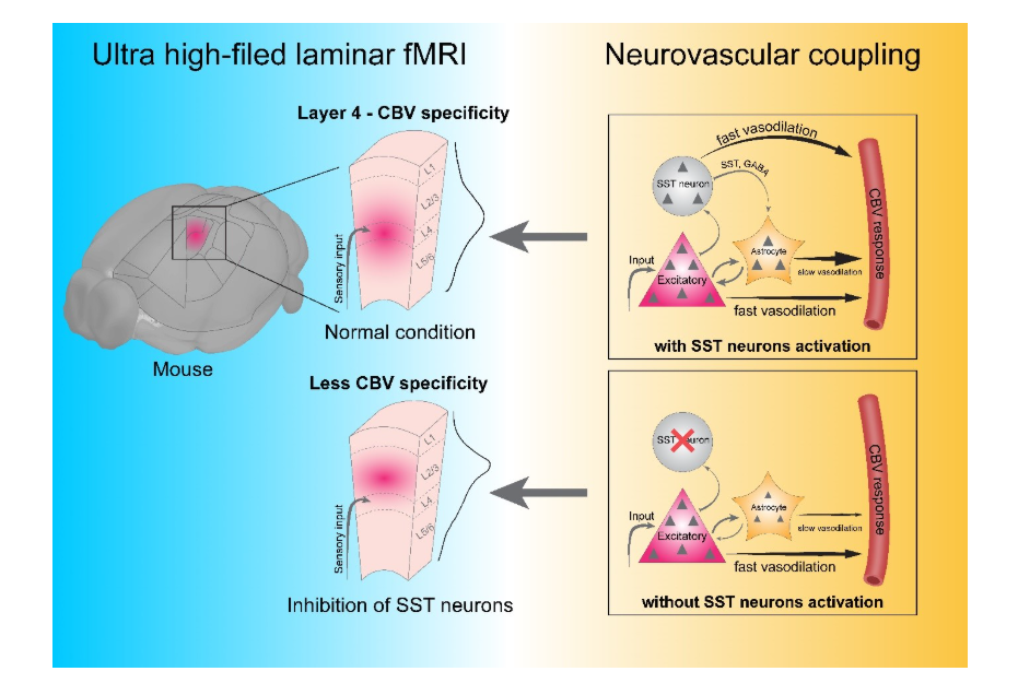 How the Brain Controls Its Blood Volume 이미지