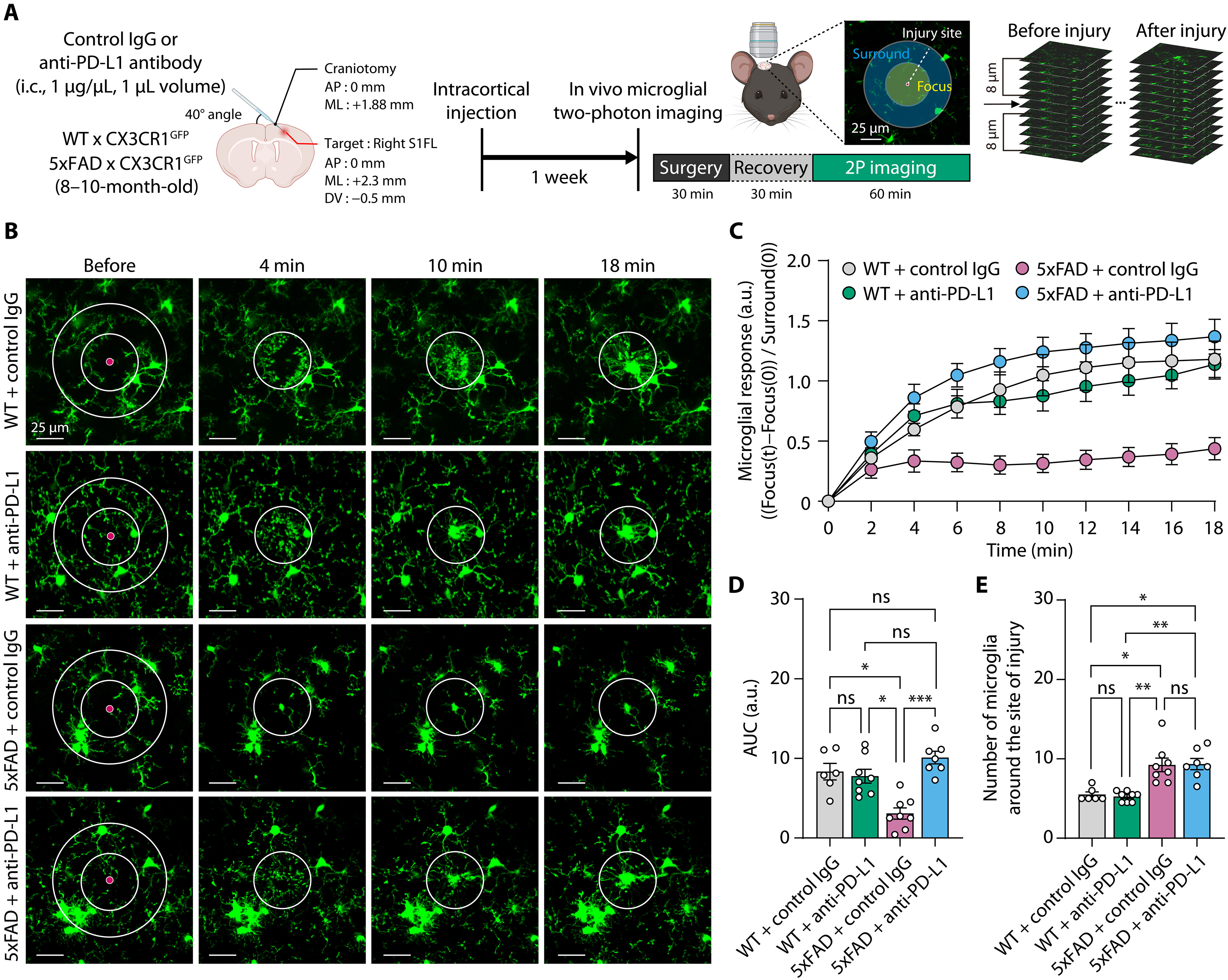 Brain-Intrinsic PD-1/PD-L1 Signaling Regulates Glial Homeostasis and Neuronal Function in Alzheimer’s Disease 사진
