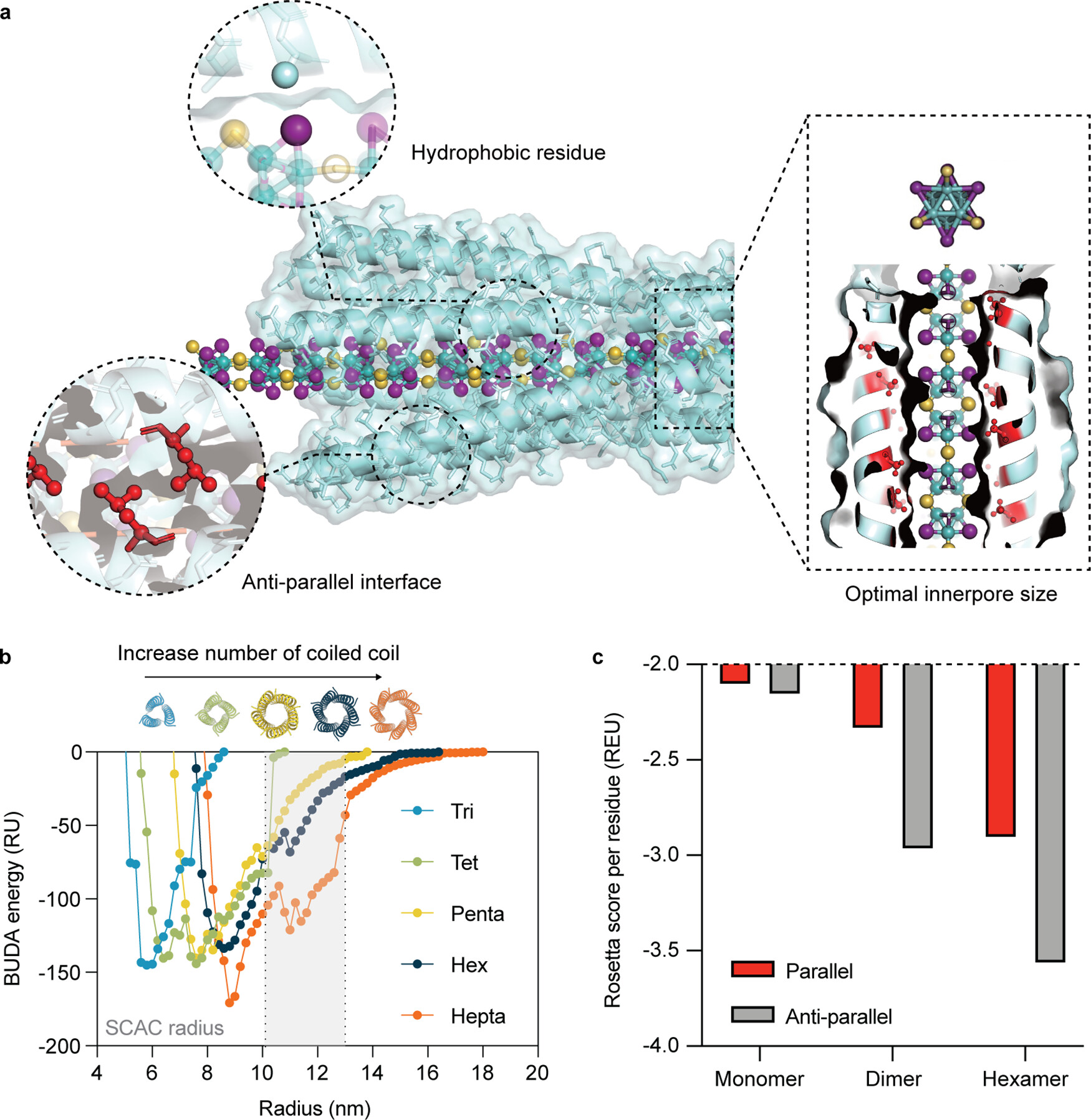 Peptide-assembled single chain atomic crystal enhances pluripotent stem cell differentiation to neuron 이미지